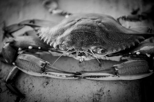King of the Blue Crab